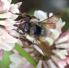 Bombus sitkensis