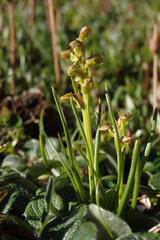 Chamorchis alpina