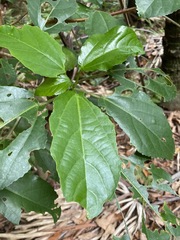 Dendrocnide photiniiphylla
