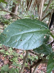 Dendrocnide photiniiphylla