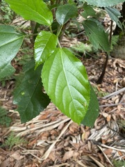 Dendrocnide photiniiphylla