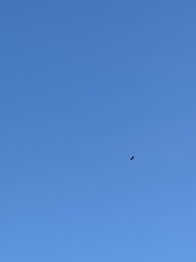 Haliaeetus leucocephalus