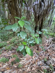 Dendrocnide photiniiphylla