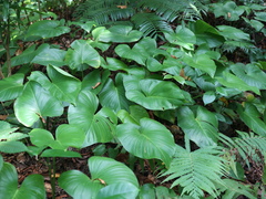 Homalomena philippinensis