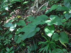 Schismatoglottis kotoensis