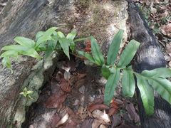 Phlebodium decumanum