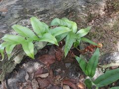 Phlebodium decumanum