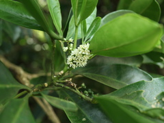 Melicope triphylla