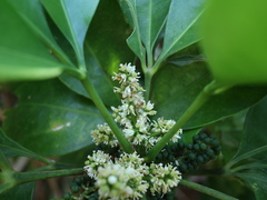 Melicope triphylla