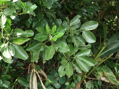 Melicope triphylla