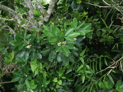 Melicope triphylla