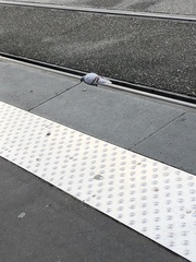 Columba livia domestica
