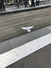 Columba livia domestica