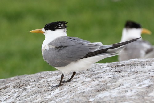 Great Crested Tern