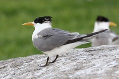 Greater Crested Tern photo 3