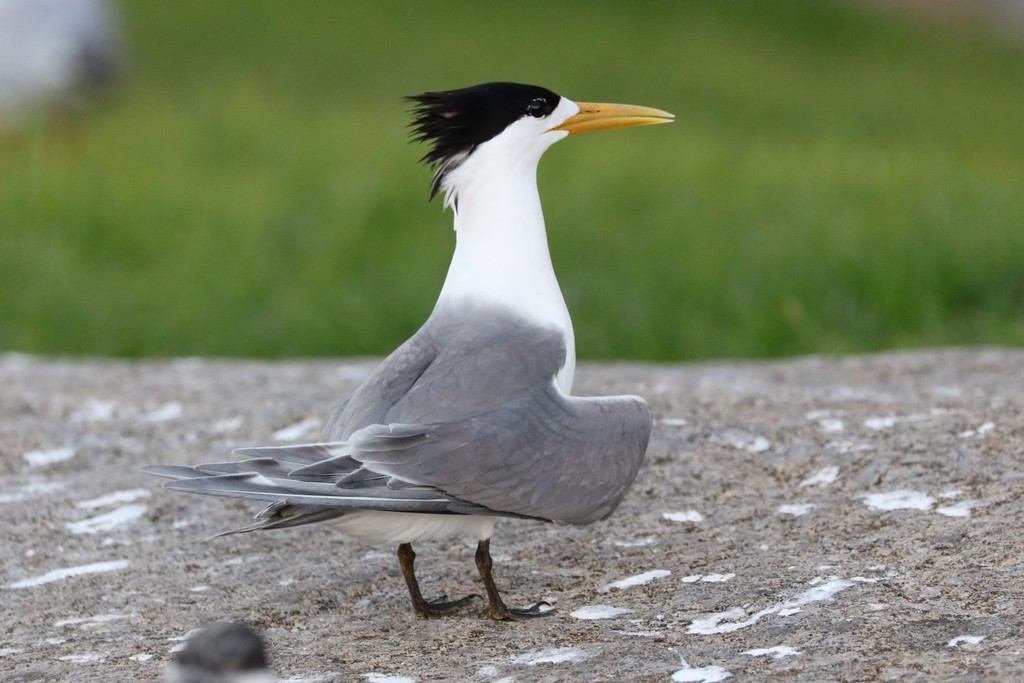 Great Crested Tern (Thalasseus bergii) photo