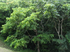 Pometia pinnata