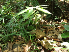 Pometia pinnata