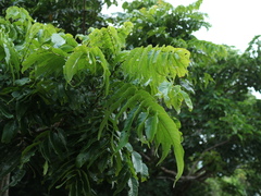 Pometia pinnata
