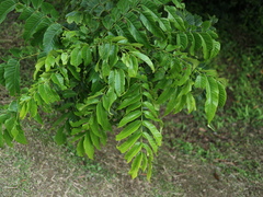 Pometia pinnata