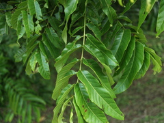 Pometia pinnata