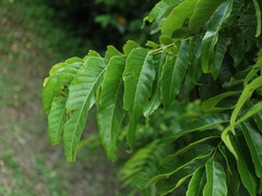 Pometia pinnata