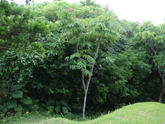 Pometia pinnata
