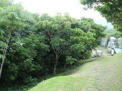 Pometia pinnata