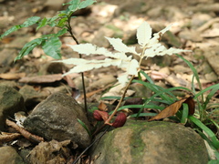 Pometia pinnata