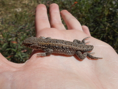 Liolaemus wiegmannii