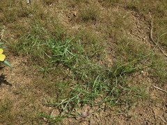 Scleromitrion brachypodum