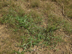 Scleromitrion brachypodum