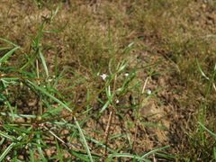 Scleromitrion brachypodum
