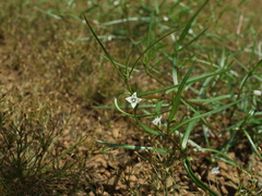 Scleromitrion brachypodum