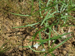 Scleromitrion brachypodum