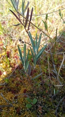 Andromeda polifolia glaucophylla