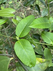Parsonsia rotata