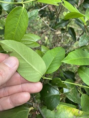 Parsonsia rotata