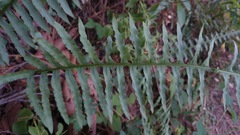 Polypodium plesiosorum