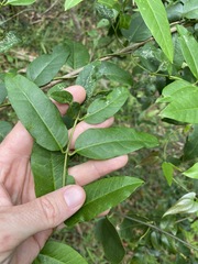 Parsonsia rotata
