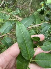 Parsonsia rotata