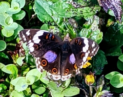 Junonia oenone oenone