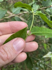 Parsonsia rotata