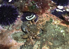 Hapalogastridae