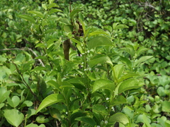 Ilex kusanoi