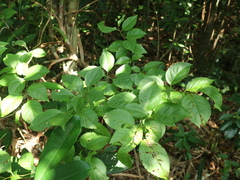 Ilex kusanoi