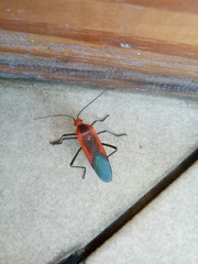 Leptocoris rufomarginatus