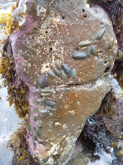 Ischnochiton maorianus