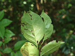 Ilex kusanoi
