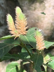 Lepidagathis incurva